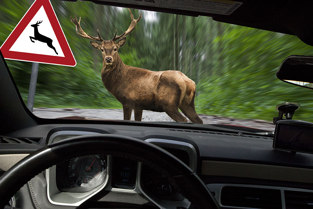 Ein Hirsch auf der Straße, aus der Sicht eines Autofahrers